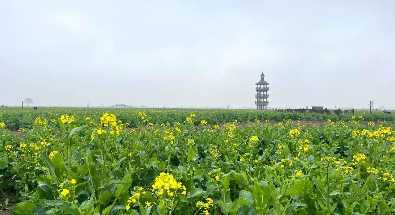 千垛菜花花情预报（3月12日）
