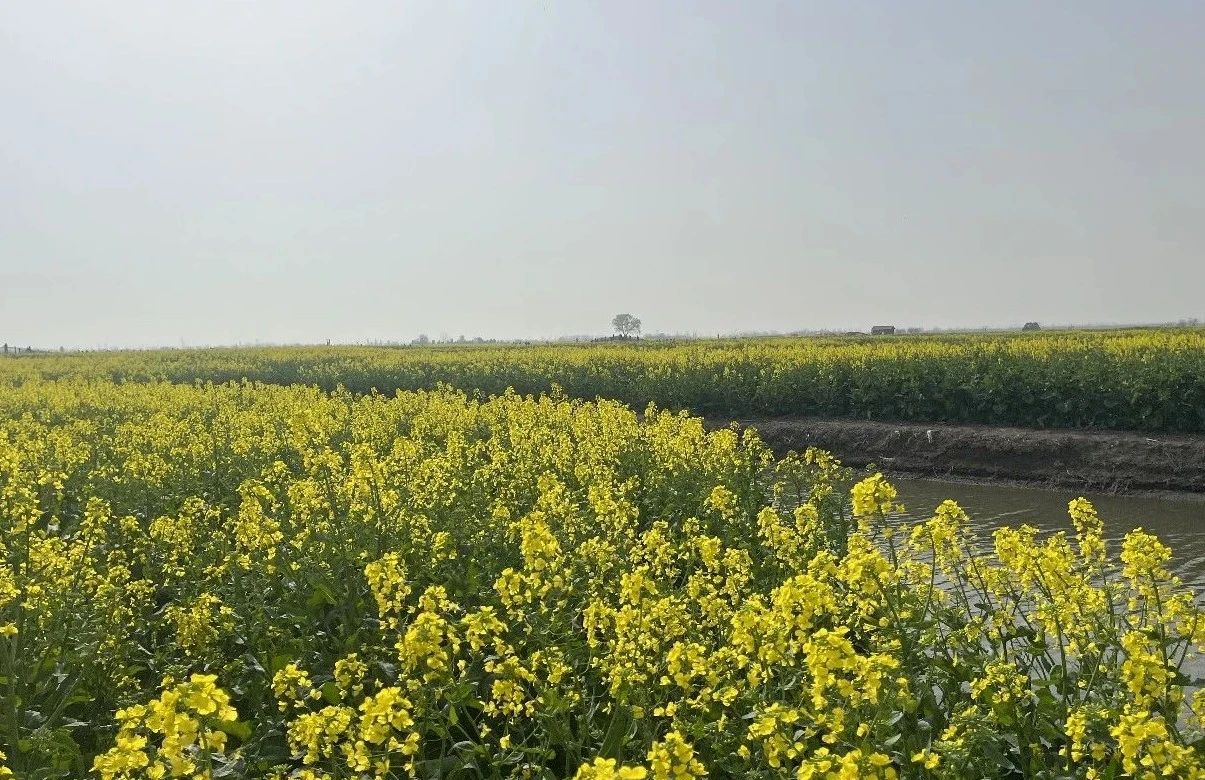 千垛菜花花情预报（3月25日）