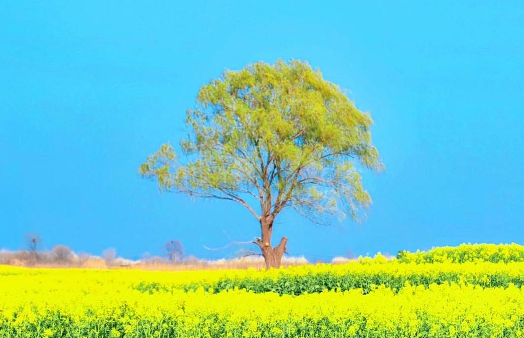 兴化油菜花海显眼包出圈！这棵“孤独的树”等你来贴贴