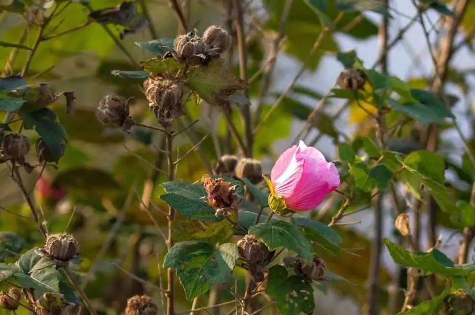 湿地植物科普|刚柔兼备的“变脸高手”——木芙蓉