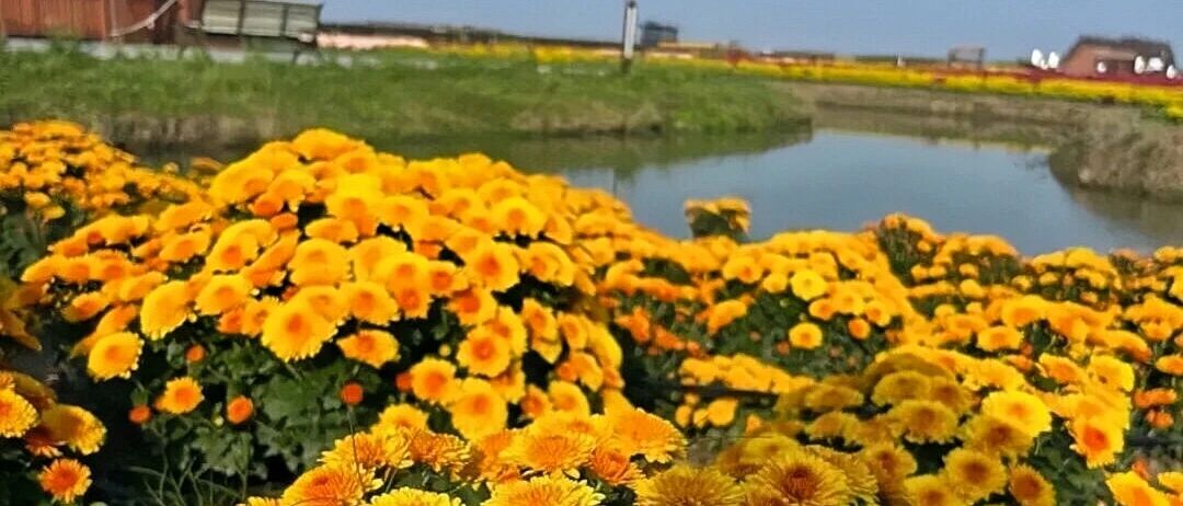 真的不想说再见！