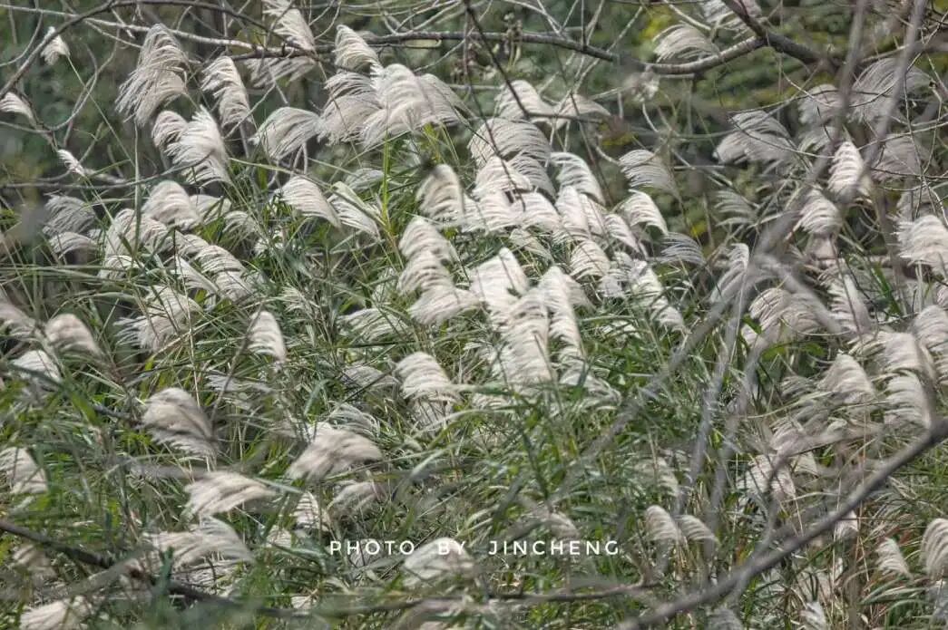 湿地植物科普|岁晏无芳草  荻花作物华——荻
