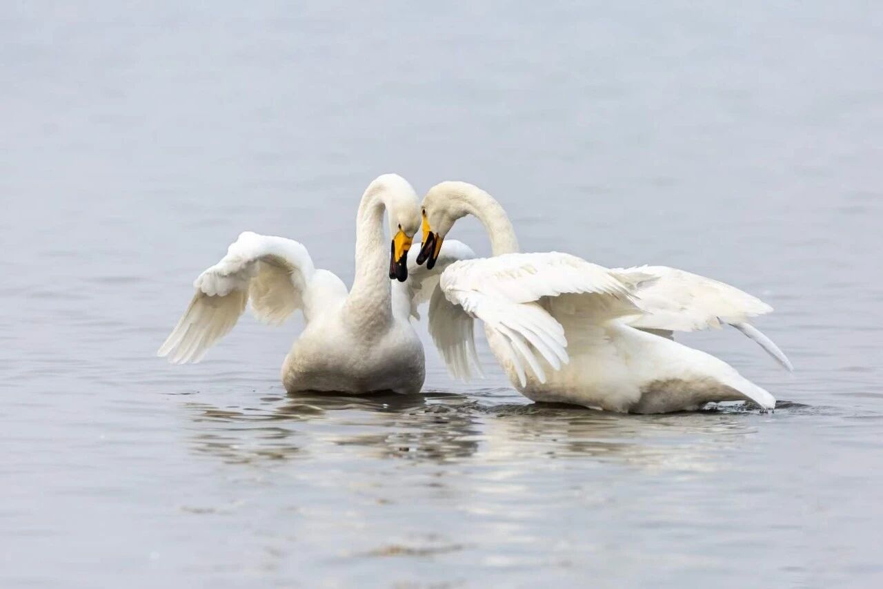 湿地动物精灵|白毛浮绿水，黑掌拨清波——天鹅