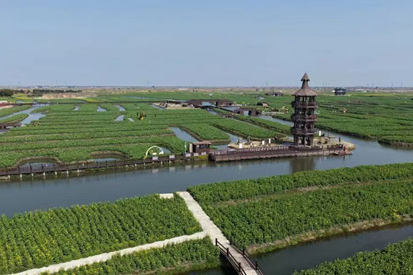 千垛菜花每日花情（3月8日）