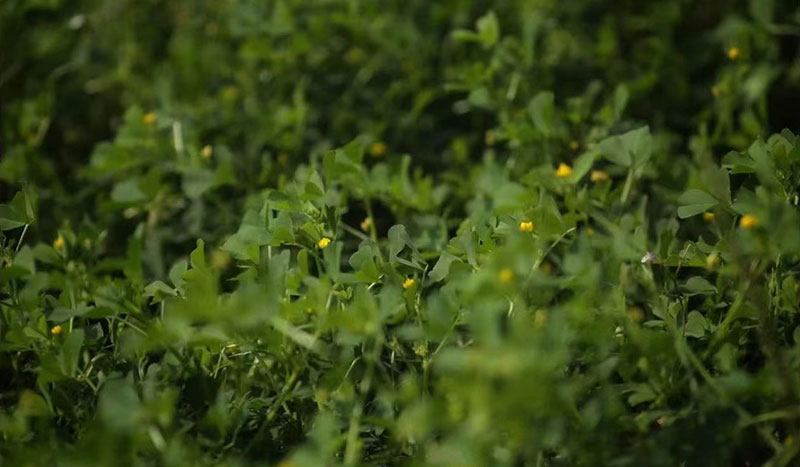 湿地植物科普|里下河的春日野菜——苜蓿